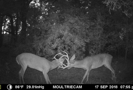 Newton County, MS Hunting Lease