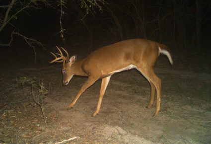 Calcasieu Parish, Louisiana Hunting Lease