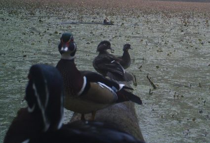 Madison County, FL Hunting Lease