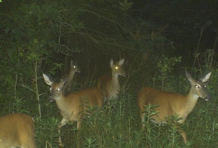 Newton County, MS Hunting Lease
