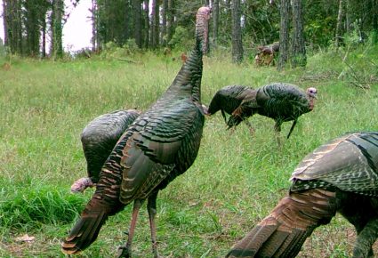 Leake County, MS Hunting Lease