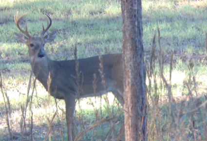 Newton County, MS Hunting Lease