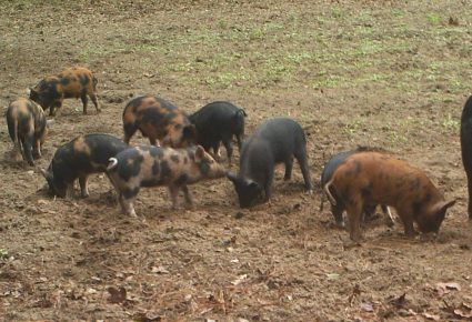 Holmes County, Florida Hunting Lease