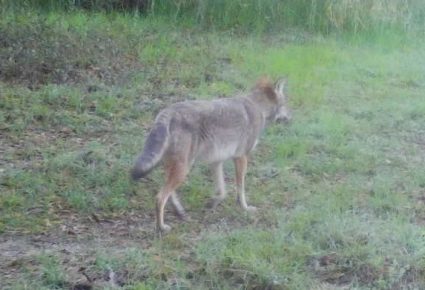 Rapides Parish, LA Hunting Lease