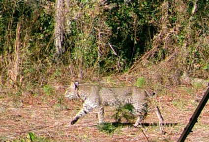 Nassau County, FL ARCHERY ONLY Hunting Lease