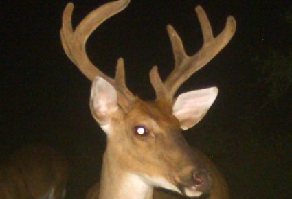 Pontotoc County, MS Hunting Lease