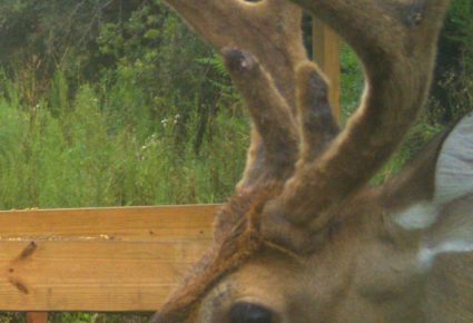 Attala County, MS Hunting Lease