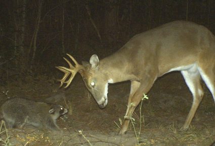 Dallas County, Arkansas Hunting Lease