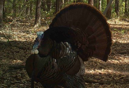 Nevada County, Arkansas Hunting Lease