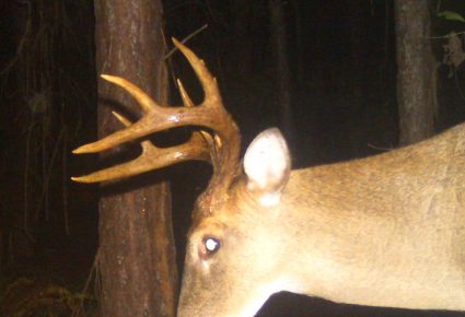 Clay County, Alabama Hunting Lease