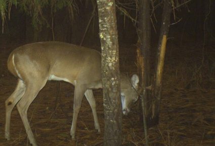 Dallas County, Arkansas Hunting Lease