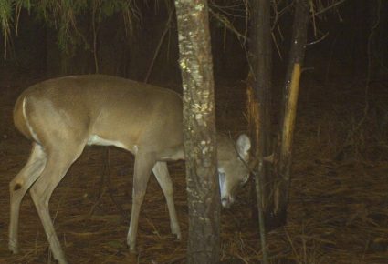 Nassau County, FL Hunting Lease – Archery Only