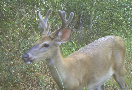 Ouachita County, AR Hunting Lease