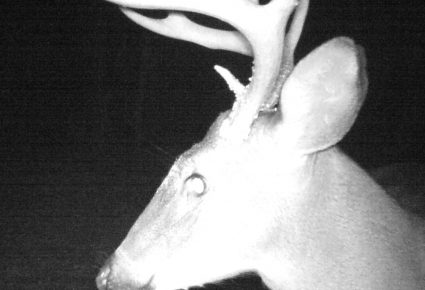 Grant County, AR Hunting Lease