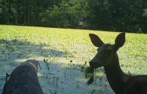 Florida Hunting Lease