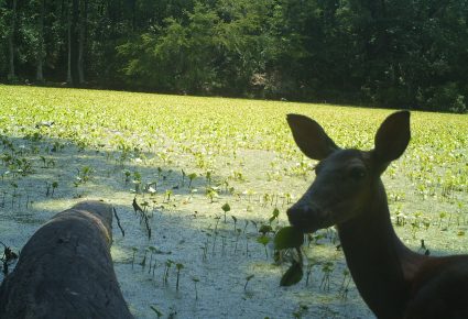 Hot Spring County, AR Hunting Lease