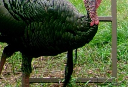 Beauregard Parish, Louisiana Hunting Lease