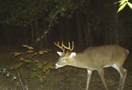 Nevada County, AR Hunting Lease