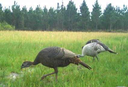 Hot Spring County, Arkansas Hunting Lease