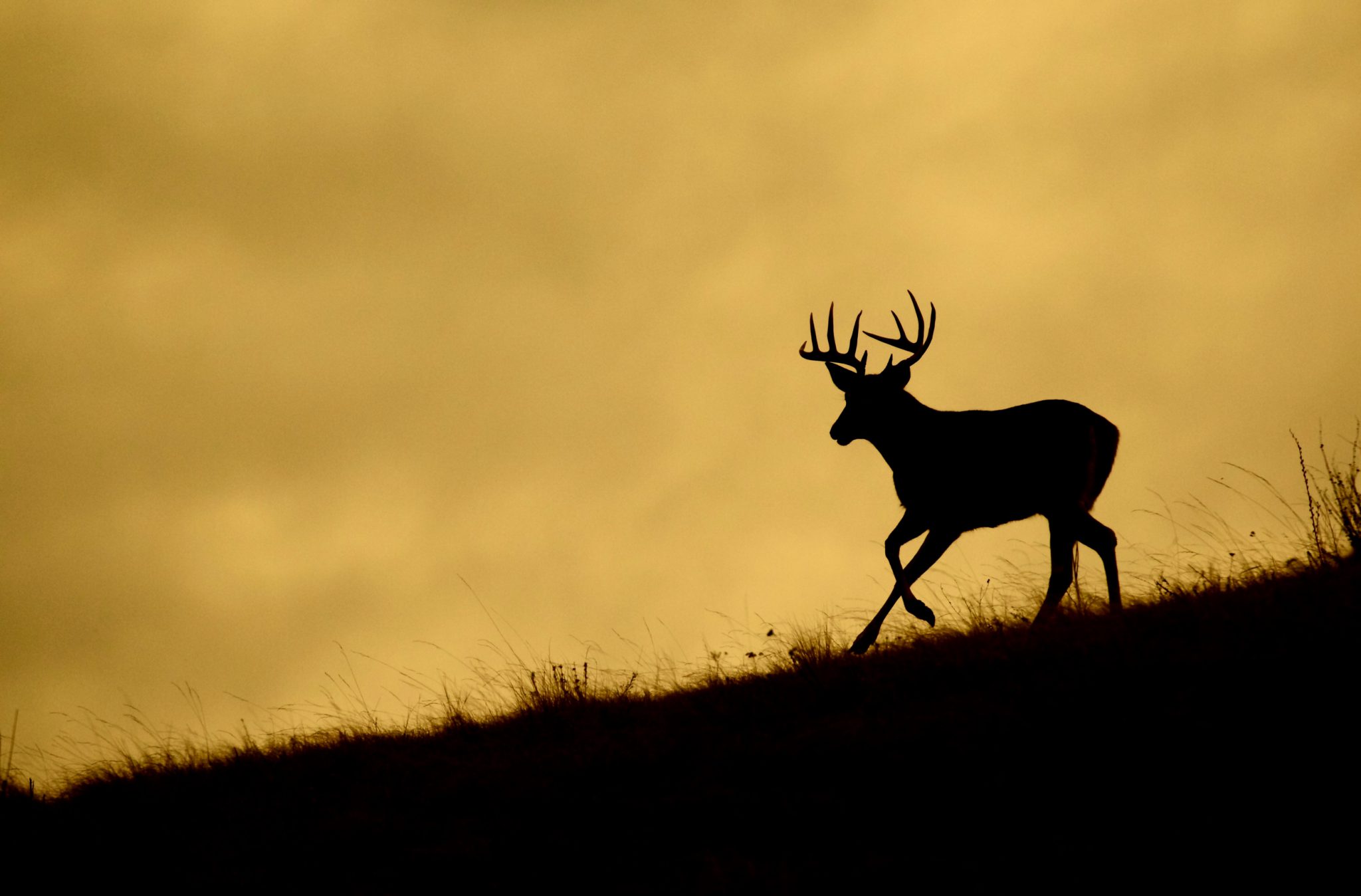 Arkansas Hunting Leases Can Participate In The Deer Management