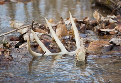 Leake County, MS Hunting Lease
