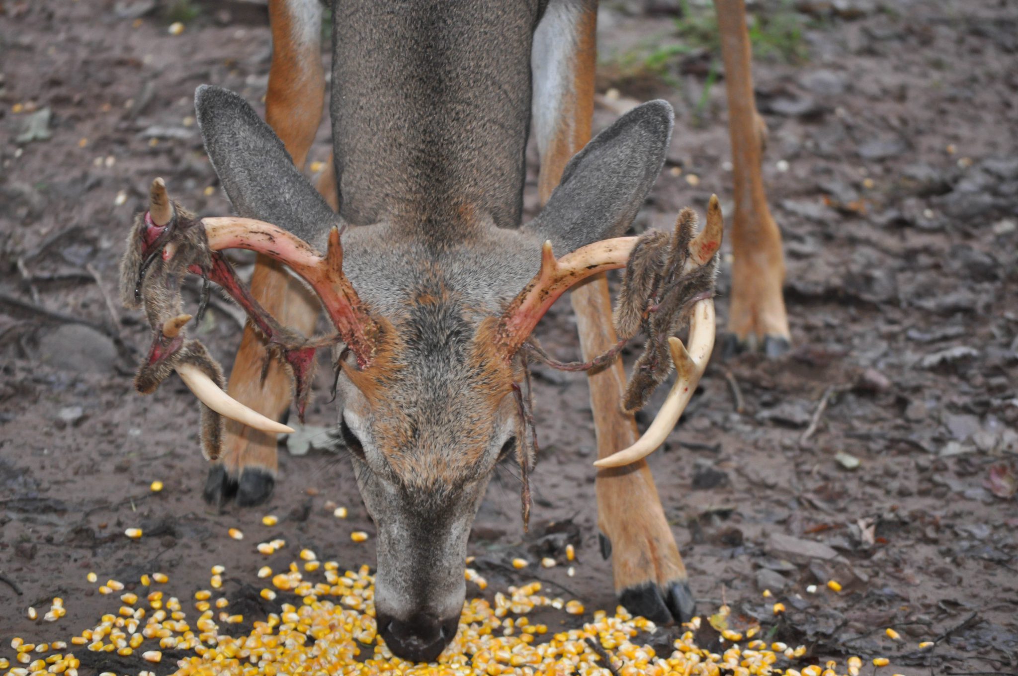 Alabama hunting leases now can hunt over bait Legacy Wildlife