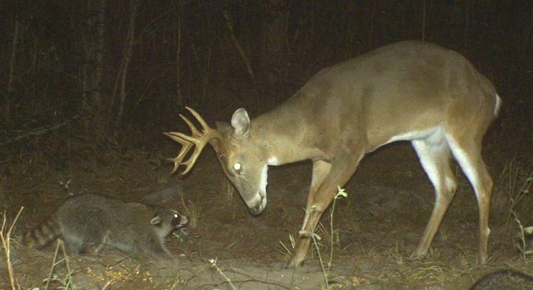 Dallas County, Arkansas Hunting Lease