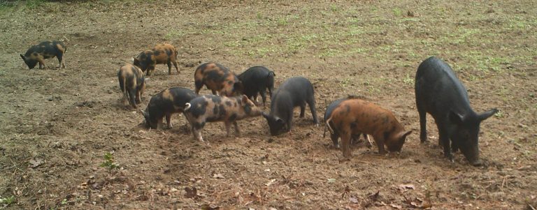 Holmes County, Florida Hunting Lease