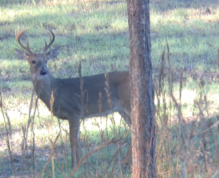 Newton County, MS Hunting Lease