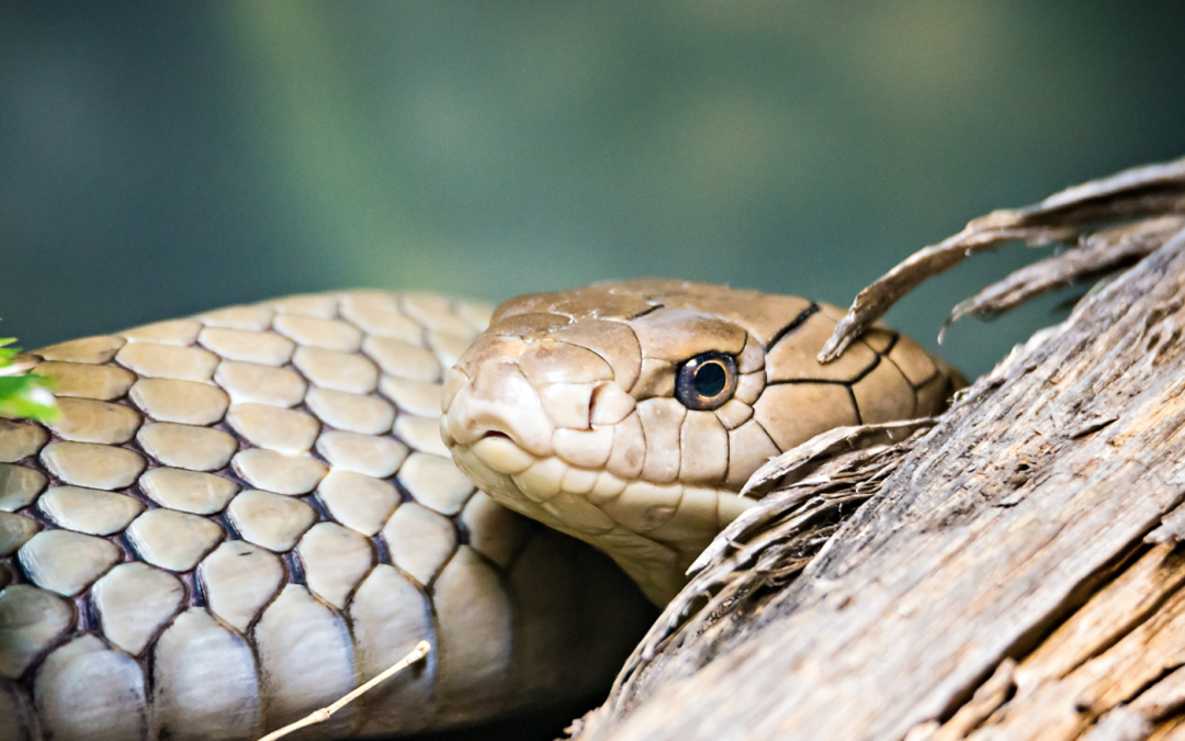 Everything You Need to Know About the Louisiana Pine Snake