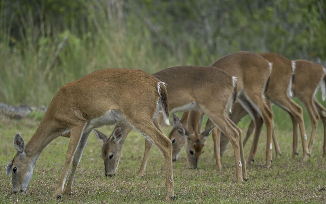 Chronic Wasting Disease (CWD) In The South