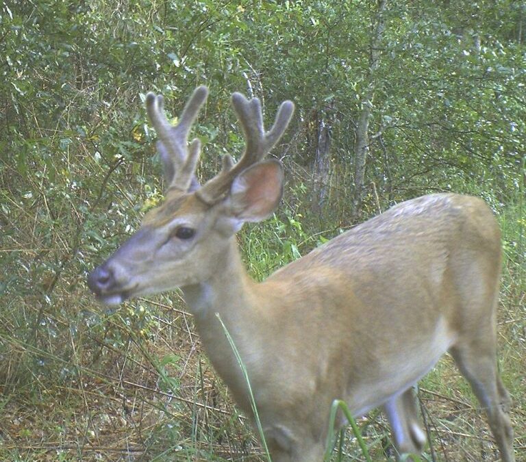 Ouachita County, AR Hunting Lease