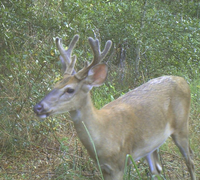 Ouachita County, AR Hunting Lease