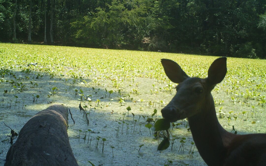 Hot Spring County, AR Hunting Lease
