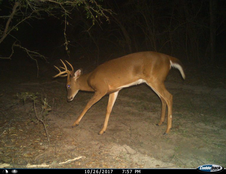 Calcasieu Parish, Louisiana Hunting Lease