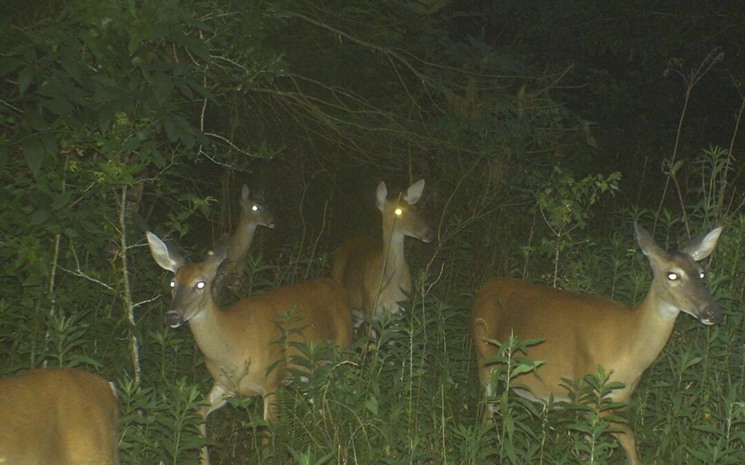 Newton County, MS Hunting Lease