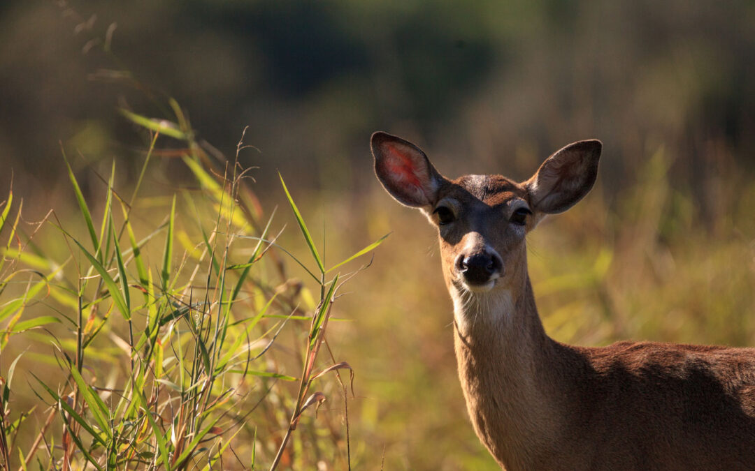 Florida hunting leases have access to the FWC Private Lands Deer Management Program