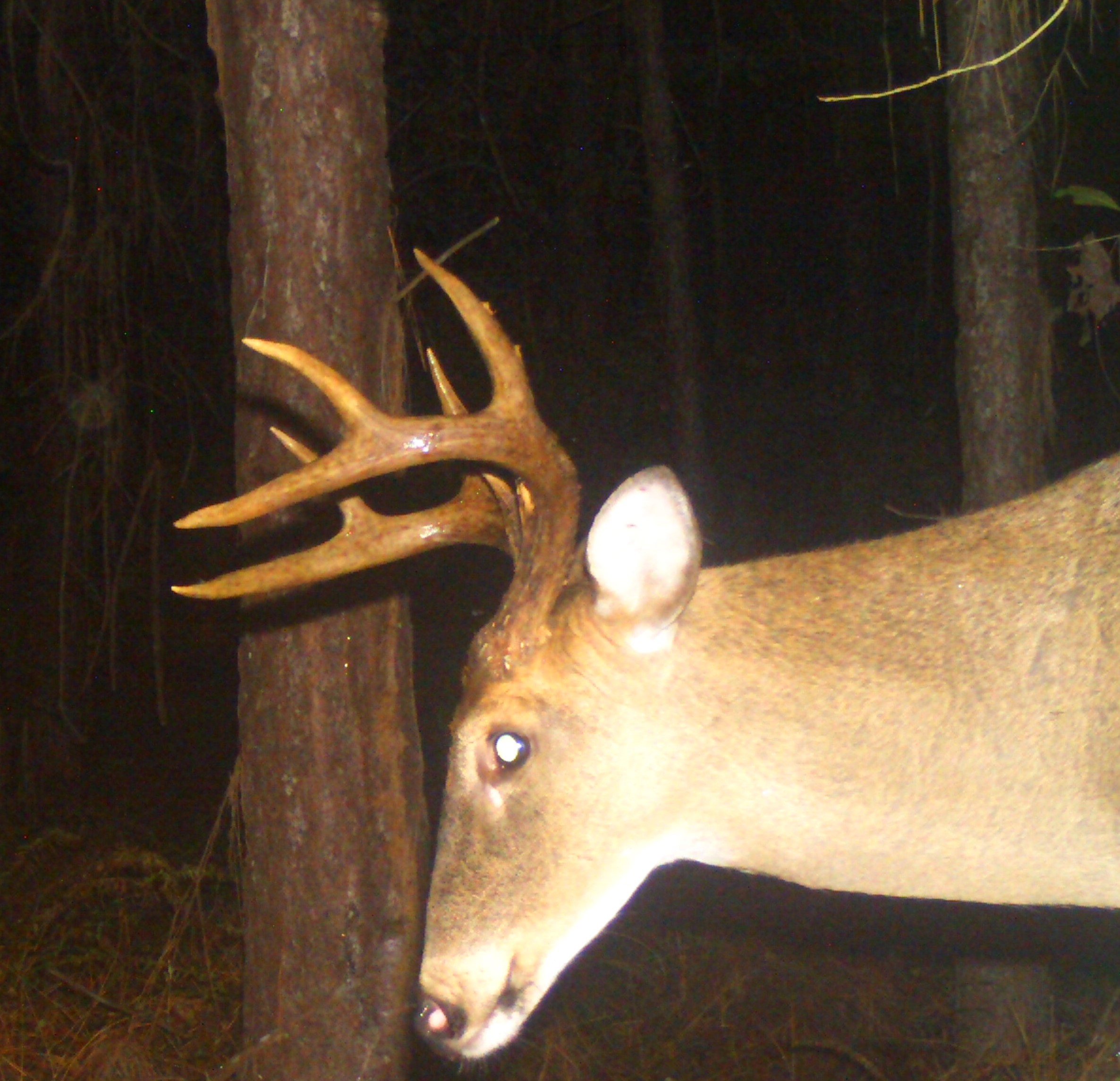 Calcasieu Parish, Louisiana Hunting Lease