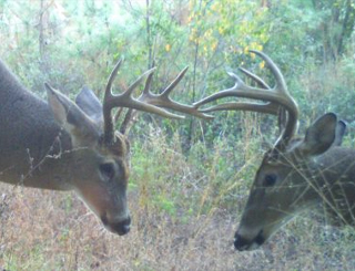 Pontotoc County, MS