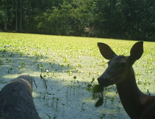Hot Spring County, AR