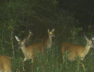 Newton County, MS