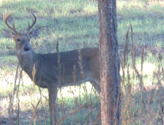 Newton County, MS