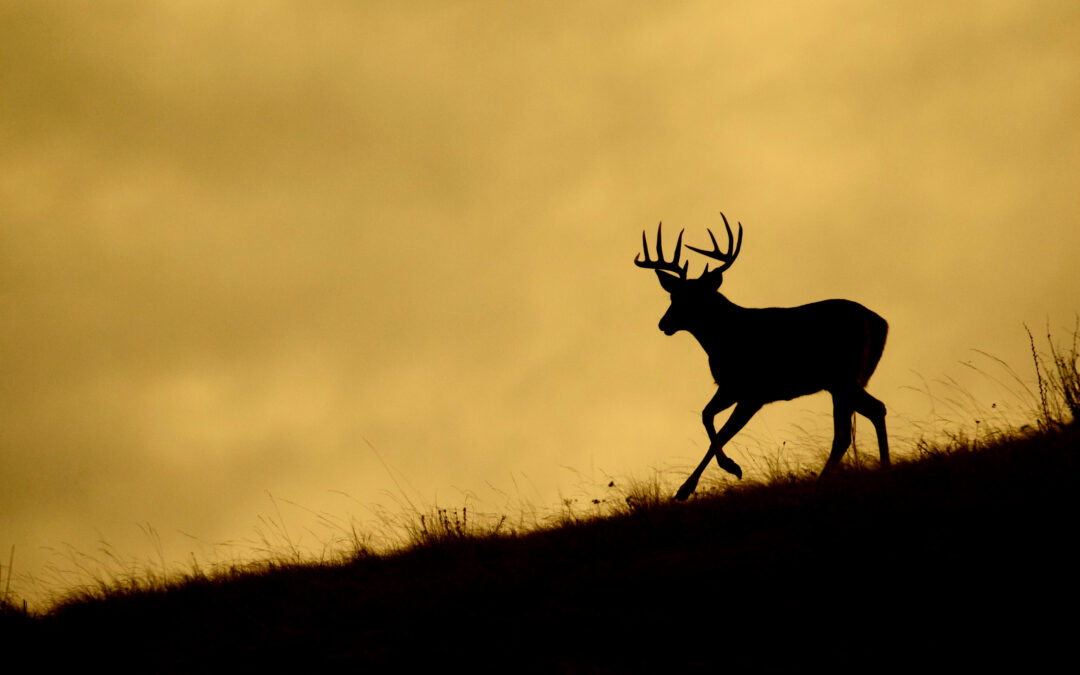 Arkansas Hunting Leases can participate in the Deer Management Assistance Program
