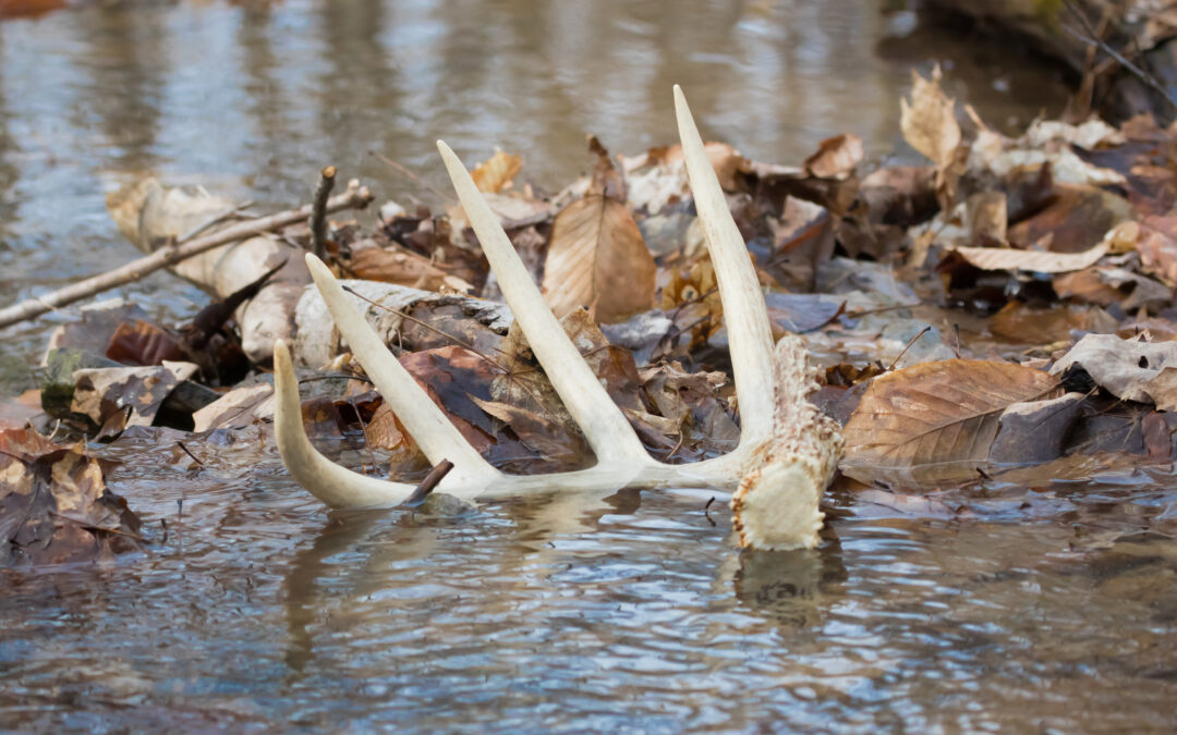 Mississippi Hunting Leases Can Participate in the Deer Management Assistance Program