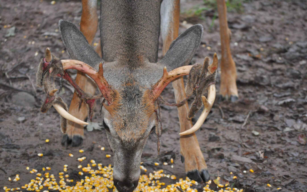 Alabama hunting leases now can hunt over bait