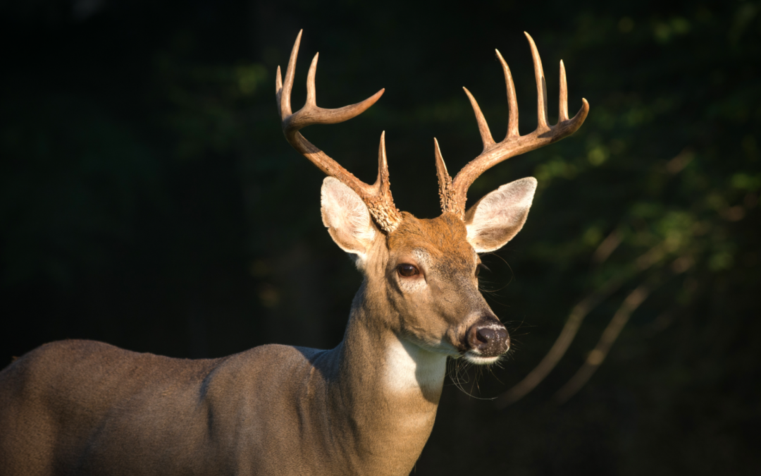 Why hunt club and deer management lead to bigger bucks