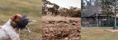 Big Red Oak Plantation hunting header