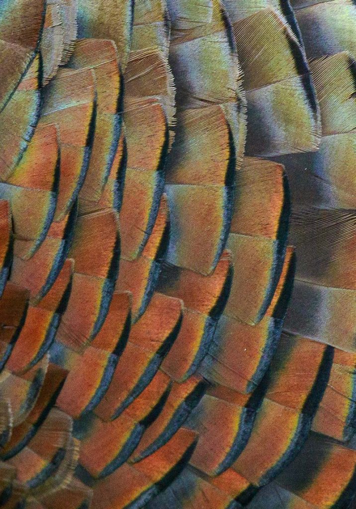 turkey feathers